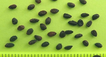 Jak si můžete vypěstovat angrešt ze semínek doma?